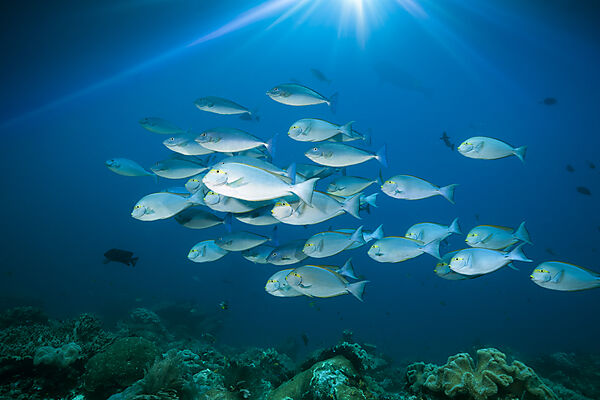 Shoal of Elongate surgeonfish, Acanthurus mata, Raja Ampat, West Papua, Indonesia