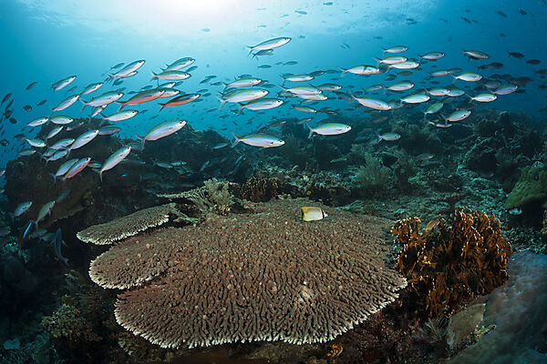 Fusiliers over Coral reef, Pterocaesio tesselata, Raja Ampat, West Papua, Indonesia