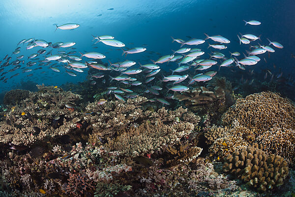 Fuesiliere ueber Korallenriff, Pterocaesio tesselata, Raja Ampat, West Papua, Indonesien