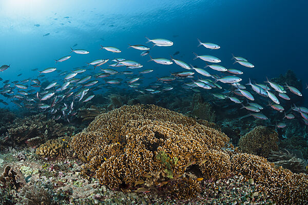 Fuesiliere ueber Korallenriff, Pterocaesio tesselata, Raja Ampat, West Papua, Indonesien