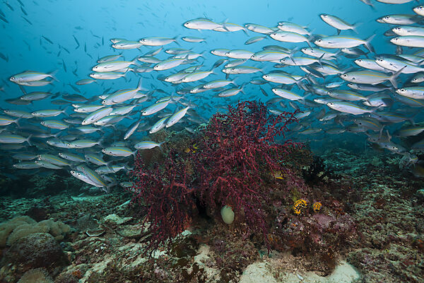 Fuesiliere ueber Korallenriff, Pterocaesio tesselata, Raja Ampat, West Papua, Indonesien