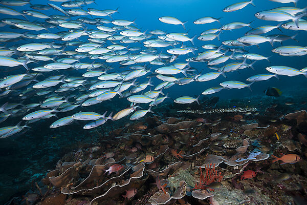Fuesiliere ueber Korallenriff, Pterocaesio tesselata, Raja Ampat, West Papua, Indonesien