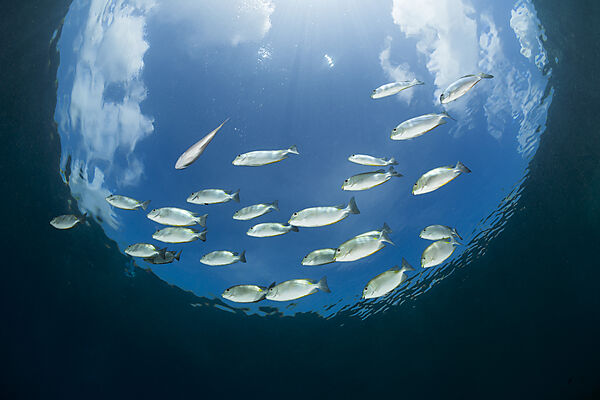 Schwarm Kaninchenfische, Siganus lineatus, Raja Ampat, West Papua, Indonesien