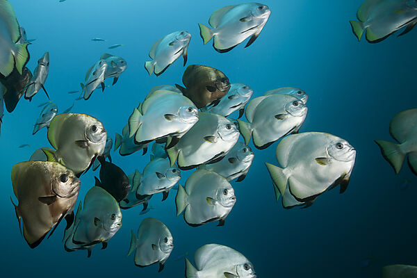 Schwarm Boers Fledermausfische, Platax boersii, Raja Ampat, West Papua, Indonesien