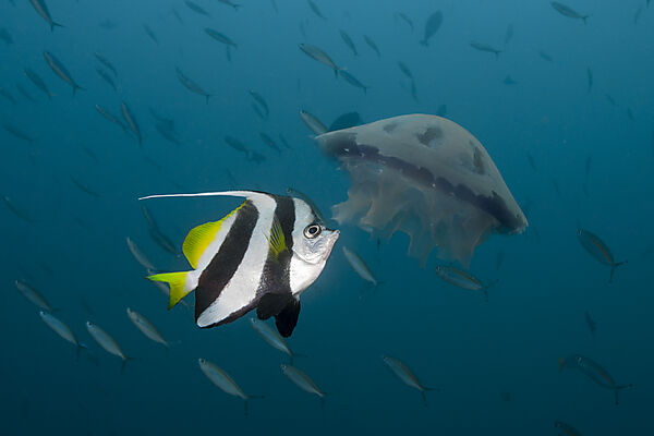 Wimpelfisch knabbert an Qualle, Raja Ampat, West Papua, Indonesien