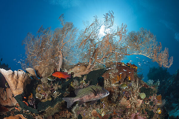 Korallenfische im Riff, Raja Ampat, West Papua, Indonesien