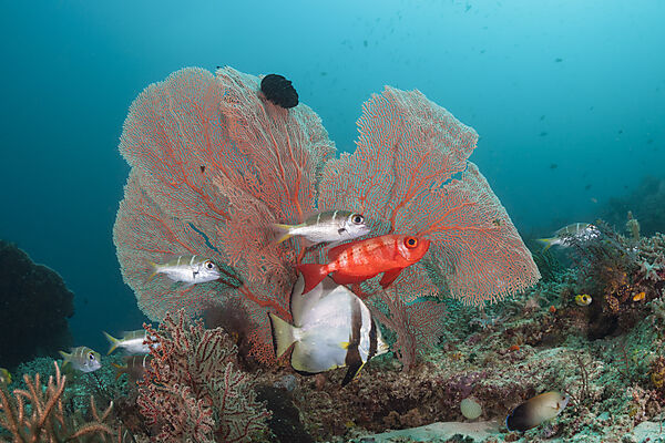 Korallenfische im Riff, Raja Ampat, West Papua, Indonesien
