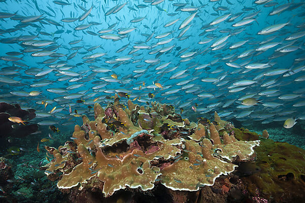 Fuesiliere ueber Korallenriff, Pterocaesio tesselata, Raja Ampat, West Papua, Indonesien