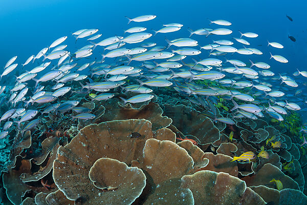 Fuesiliere ueber Korallenriff, Pterocaesio tesselata, Raja Ampat, West Papua, Indonesien