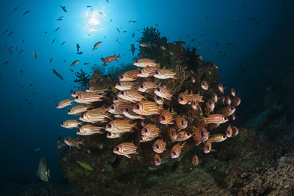Schwarm Rotstreifen-Husar, Sargocentron rubrum, Raja Ampat, West Papua, Indonesien