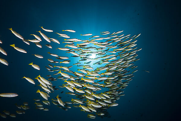 Schwarm Blaustreifen-Schnapper, Lutjanus kasmira, Raja Ampat, West Papua, Indonesien