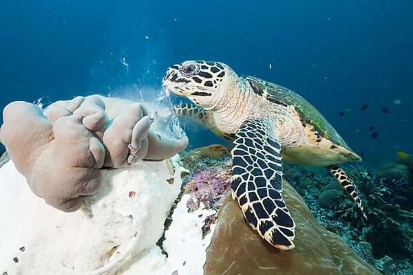 Echte Karettschildkroete, Eretmochelys imbricata, Raja Ampat, West Papua, Indonesien