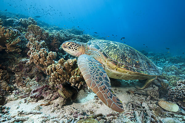 Gruene Meeresschildkroete, Chelonia mydas, Raja Ampat, West Papua, Indonesien