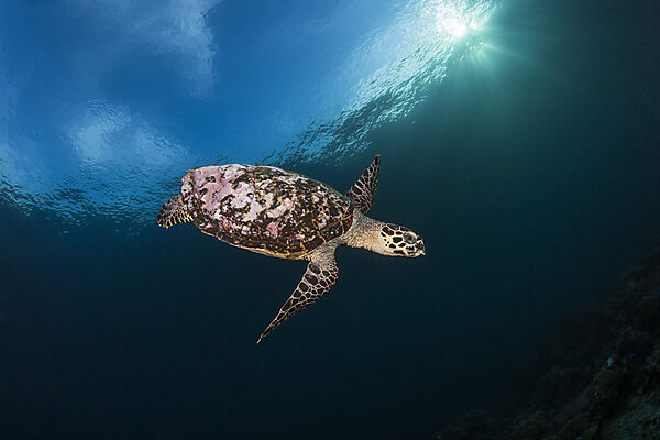 Echte Karettschildkroete, Eretmochelys imbricata, Raja Ampat, West Papua, Indonesien