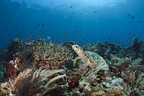 Echte Karettschildkroete, Eretmochelys imbricata, Raja Ampat, West Papua, Indonesien