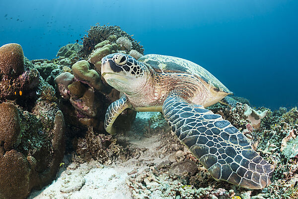 Gruene Meeresschildkroete, Chelonia mydas, Raja Ampat, West Papua, Indonesien