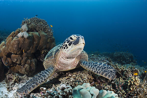 Gruene Meeresschildkroete, Chelonia mydas, Raja Ampat, West Papua, Indonesien