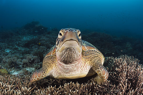 Gruene Meeresschildkroete, Chelonia mydas, Raja Ampat, West Papua, Indonesien