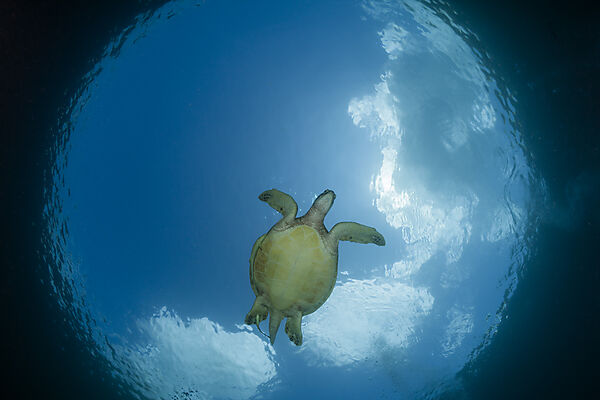 Gruene Meeresschildkroete, Chelonia mydas, Raja Ampat, West Papua, Indonesien