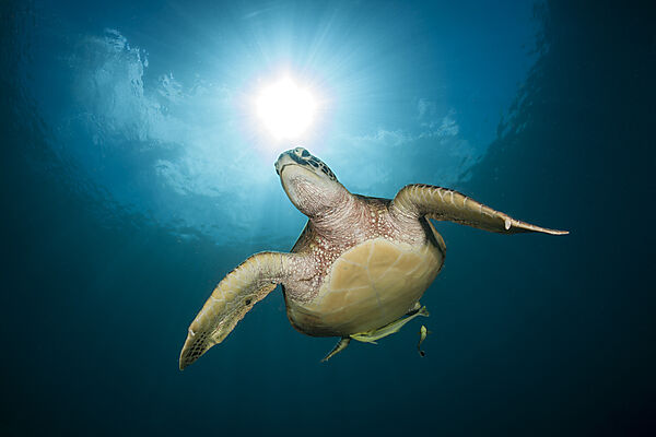 Gruene Meeresschildkroete, Chelonia mydas, Raja Ampat, West Papua, Indonesien