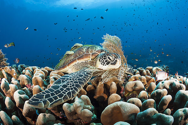 Gruene Meeresschildkroete, Chelonia mydas, Raja Ampat, West Papua, Indonesien