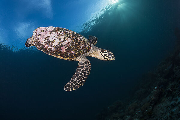 Echte Karettschildkroete, Eretmochelys imbricata, Raja Ampat, West Papua, Indonesien