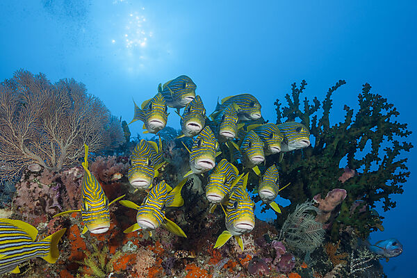 Schwarm Goldstreifen-Suesslippen, Plectorhinchus polytaenia, Raja Ampat, West Papua, Indonesien