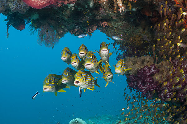 Schwarm Goldstreifen-Suesslippen, Plectorhinchus polytaenia, Raja Ampat, West Papua, Indonesien