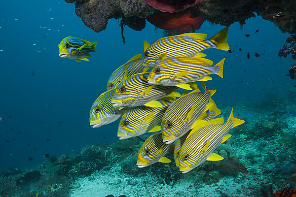 Schwarm Goldstreifen-Suesslippen, Plectorhinchus polytaenia, Raja Ampat, West Papua, Indonesien