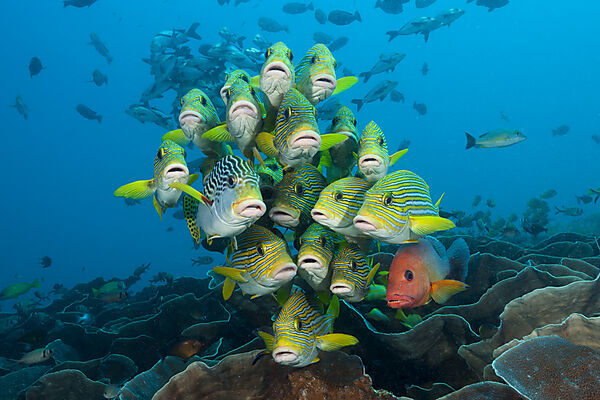 Schwarm Goldstreifen-Suesslippen, Plectorhinchus polytaenia, Raja Ampat, West Papua, Indonesien