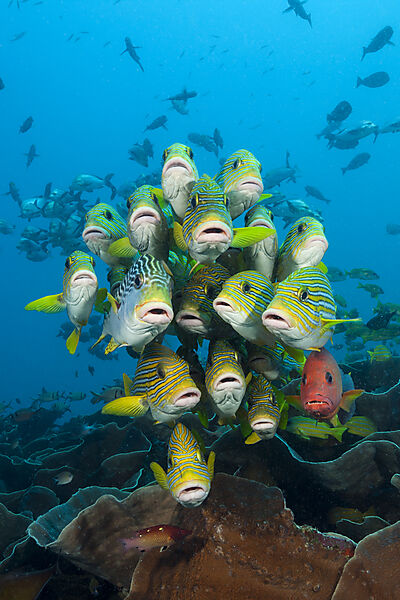 Schwarm Goldstreifen-Suesslippen, Plectorhinchus polytaenia, Raja Ampat, West Papua, Indonesien