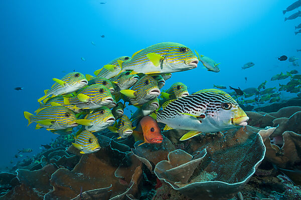 Schwarm Goldstreifen-Suesslippen, Plectorhinchus polytaenia, Raja Ampat, West Papua, Indonesien