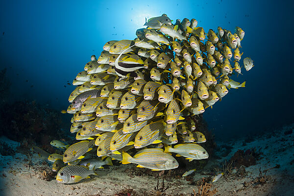 Schwarm Goldstreifen-Suesslippen, Plectorhinchus polytaenia, Raja Ampat, West Papua, Indonesien