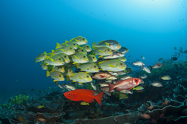Schwarm Goldstreifen-Suesslippen, Plectorhinchus polytaenia, Raja Ampat, West Papua, Indonesien