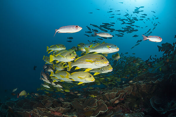 Schwarm Goldstreifen-Suesslippen, Plectorhinchus polytaenia, Raja Ampat, West Papua, Indonesien