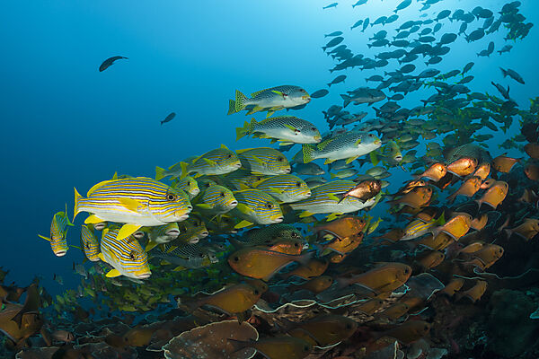 Schwarm Goldstreifen-Suesslippen, Plectorhinchus polytaenia, Raja Ampat, West Papua, Indonesien