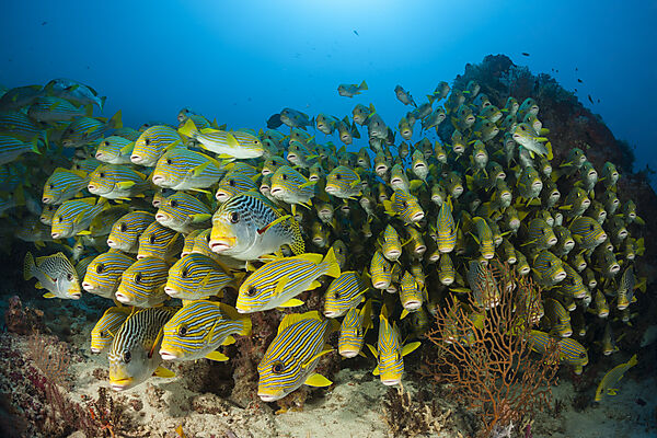 Schwarm Goldstreifen-Suesslippen, Plectorhinchus polytaenia, Raja Ampat, West Papua, Indonesien