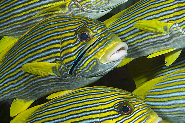 Goldstreifen-Suesslippen mit Putzerfisch, Plectorhinchus polytaenia, Raja Ampat, West Papua, Indonesien