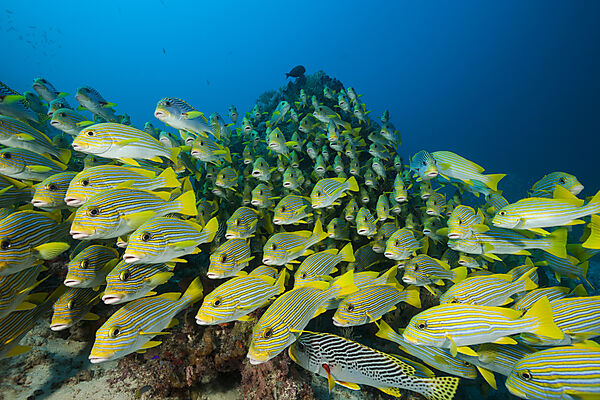 Schwarm Goldstreifen-Suesslippen, Plectorhinchus polytaenia, Raja Ampat, West Papua, Indonesien