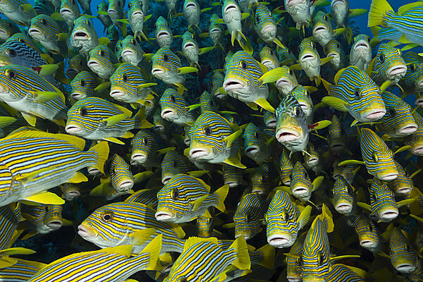 Schwarm Goldstreifen-Suesslippen, Plectorhinchus polytaenia, Raja Ampat, West Papua, Indonesien