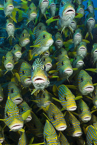 Schwarm Goldstreifen-Suesslippen, Plectorhinchus polytaenia, Raja Ampat, West Papua, Indonesien