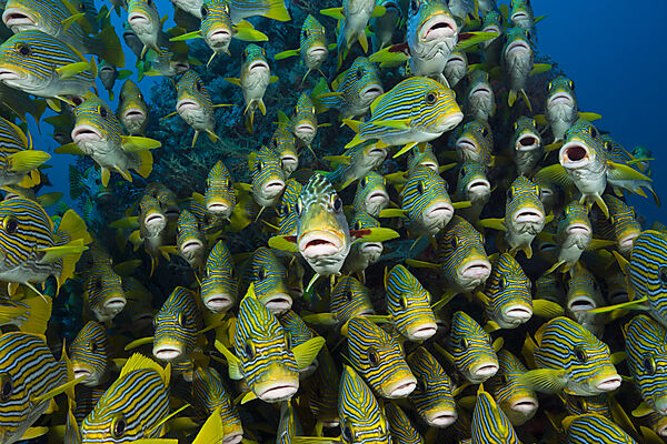 Schwarm Goldstreifen-Suesslippen, Plectorhinchus polytaenia, Raja Ampat, West Papua, Indonesien