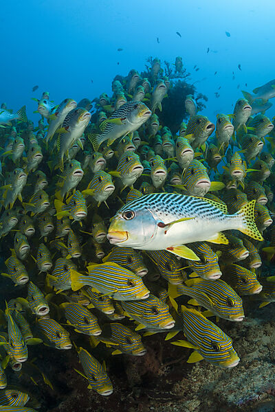 Schwarm Goldstreifen-Suesslippen, Plectorhinchus polytaenia, Raja Ampat, West Papua, Indonesien