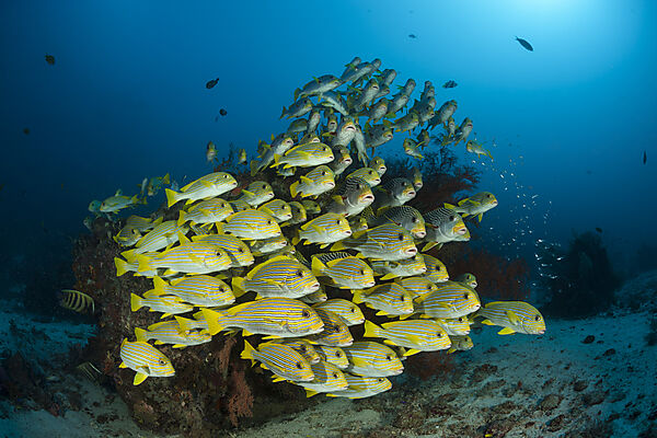 Schwarm Goldstreifen-Suesslippen, Plectorhinchus polytaenia, Raja Ampat, West Papua, Indonesien