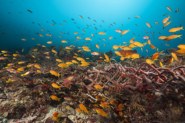 Fahnenbarsche über vermuelltem Korallenriff, Pseudanthias squamipinnis, Nord Ari Atoll, Indischer Ozean, Malediven
