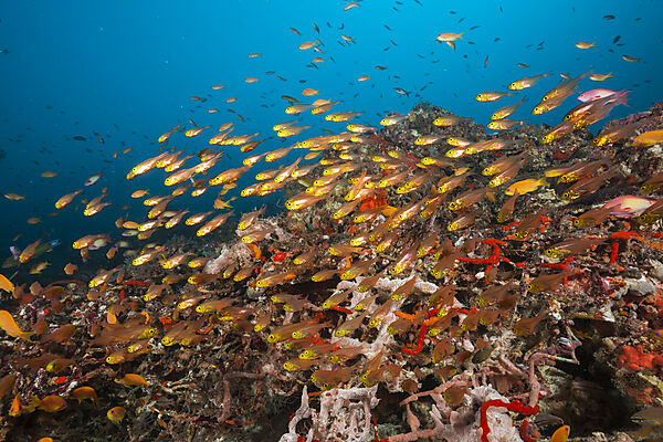 Fahnenbarsche über vermuelltem Korallenriff, Pseudanthias squamipinnis, Nord Ari Atoll, Indischer Ozean, Malediven