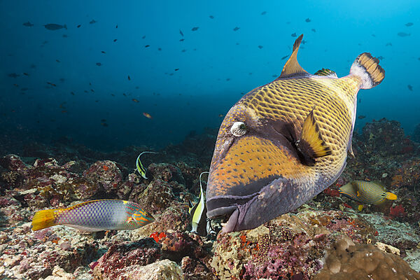 Green Titan Triggerfish, Balistoides viridescens, North Male Atoll, Indian Ocean, Maldives
