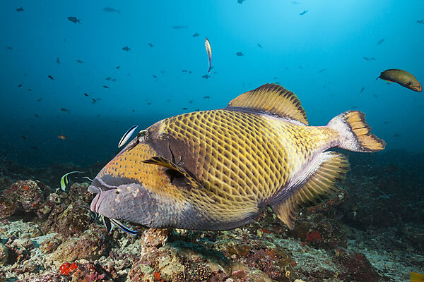 Green Titan Triggerfish, Balistoides viridescens, North Male Atoll, Indian Ocean, Maldives
