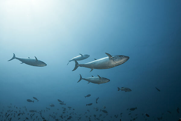 Dogtooth Tuna, Gymnosarda unicolor, South Male Atoll, Maldives