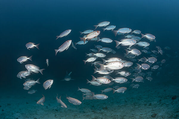 Shoal of Crescent-tail Bigeye, Priacanthus hamrur, Ari Atoll, Indian Ocean, Maldives